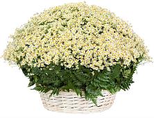 Цветочная композиция из Ромашки в корзине #REPLACE_PRED# Грицовский